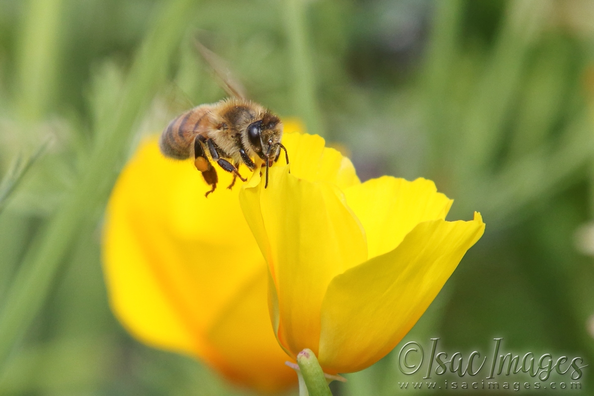 Click image for larger version

Name:	2924-Bee_Poppy.jpg
Views:	55
Size:	425.6 KB
ID:	481212