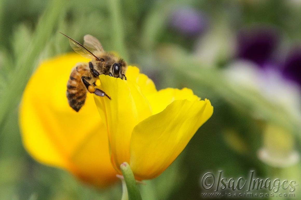 Click image for larger version

Name:	2926-Bee_Poppy.jpg
Views:	59
Size:	70.9 KB
ID:	481213