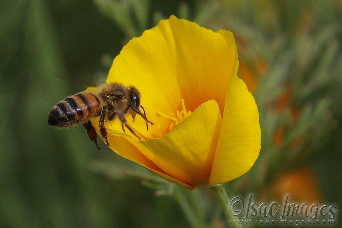 Click image for larger version

Name:	2919-Bee_Poppy.jpg
Views:	63
Size:	70.9 KB
ID:	481214