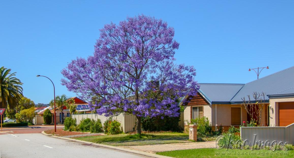 Click image for larger version

Name:	2352-Jacaranda_Tree.jpg
Views:	49
Size:	107.6 KB
ID:	481241