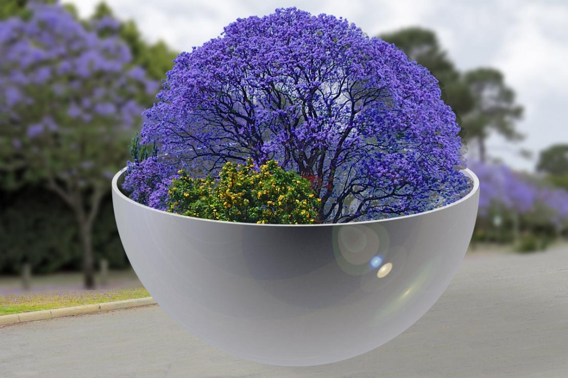 Click image for larger version

Name:	Jacaranda-Bowl-in-Street.jpg
Views:	48
Size:	108.7 KB
ID:	481242