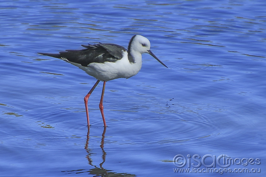 Click image for larger version

Name:	5445-Black_Winged_Stilt.jpg
Views:	87
Size:	444.4 KB
ID:	475539