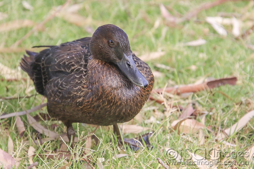 Click image for larger version

Name:	5370-Pacific_Black_Duck.jpg
Views:	84
Size:	489.3 KB
ID:	475542