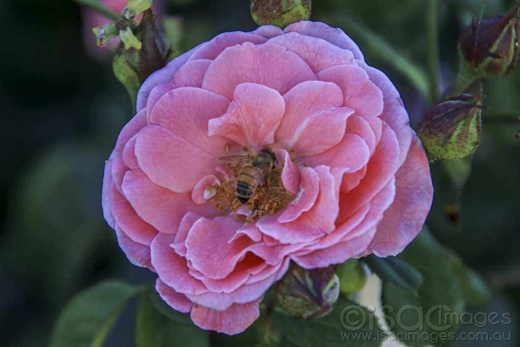 Click image for larger version

Name:	5079-Pink_Rose_Bee.jpg
Views:	67
Size:	350.2 KB
ID:	475555