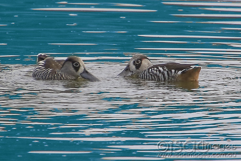 Click image for larger version

Name:	5348-Pink_Eared_Ducks.jpg
Views:	111
Size:	526.4 KB
ID:	475537