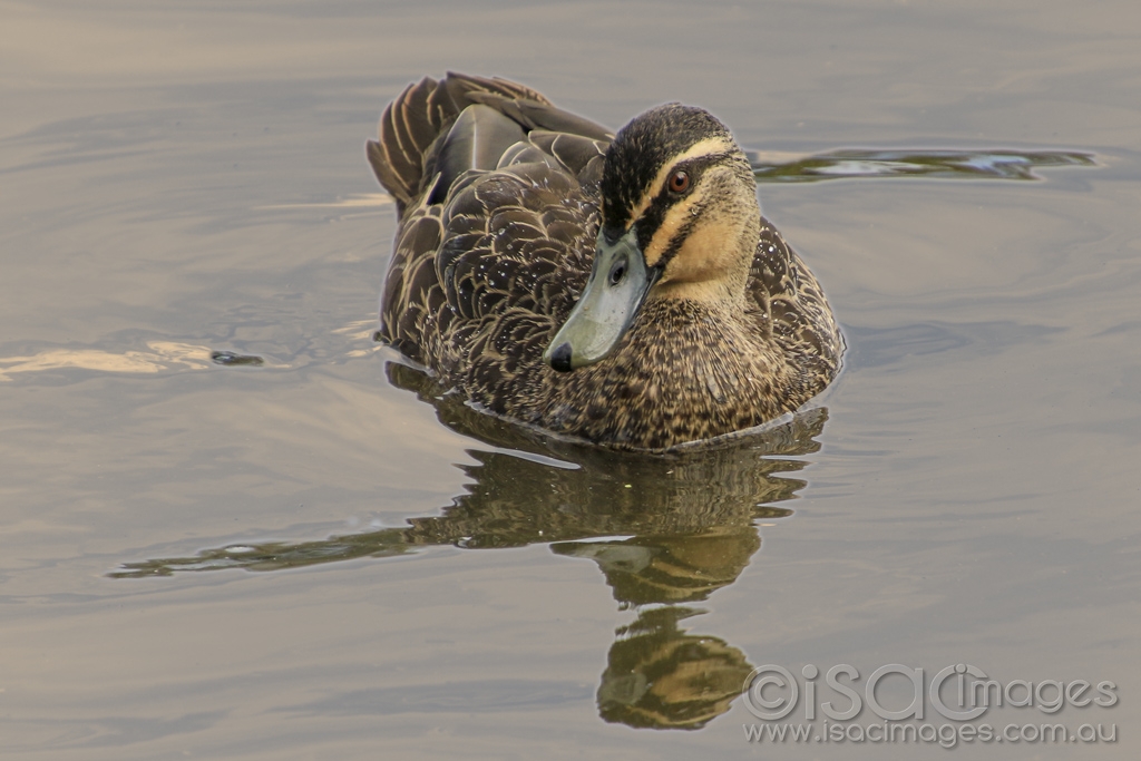 Click image for larger version

Name:	5030-Pacific_Black_Duck.jpg
Views:	98
Size:	352.5 KB
ID:	475538