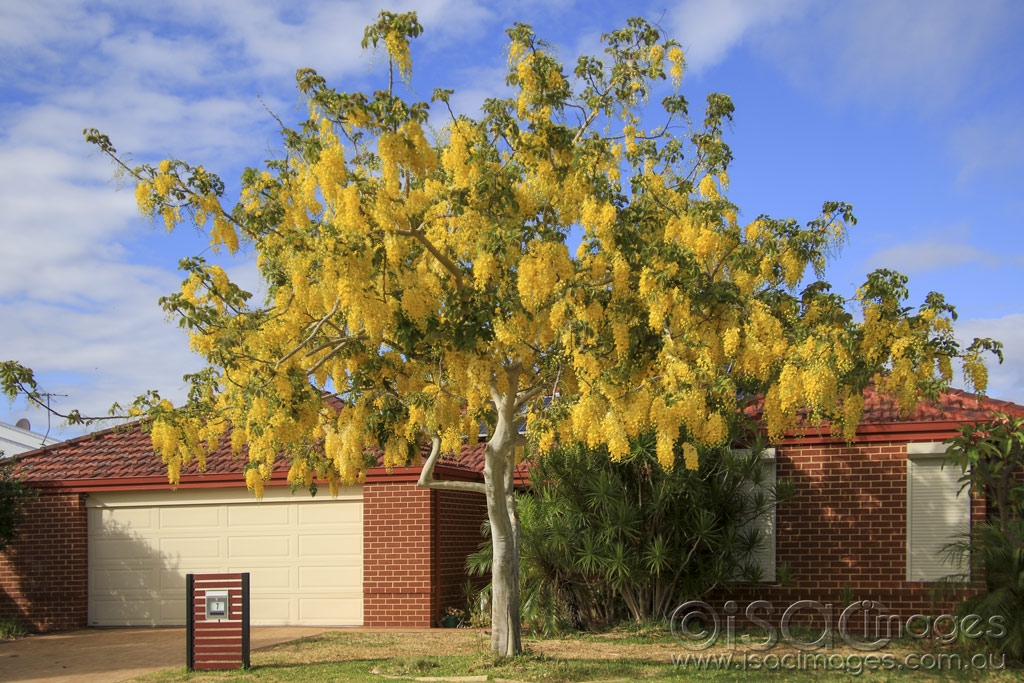 Click image for larger version

Name:	5332-Cassia_Fistula_Golden_Shower_Tree.jpg
Views:	90
Size:	575.7 KB
ID:	475556