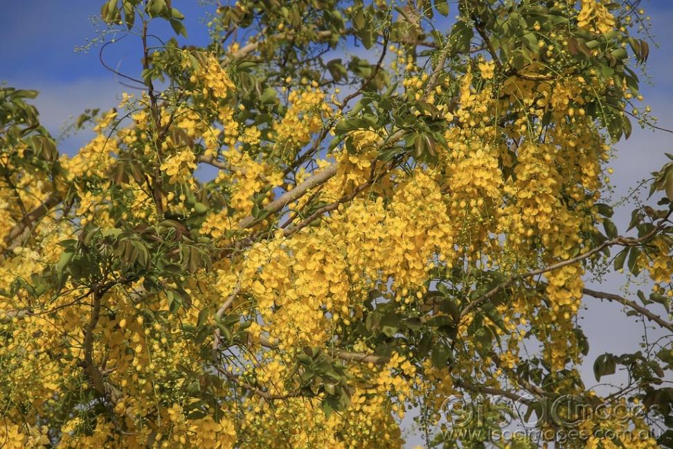 Click image for larger version

Name:	5333-Cassia_Fistula_Golden_Shower_Tree.jpg
Views:	87
Size:	163.8 KB
ID:	475557