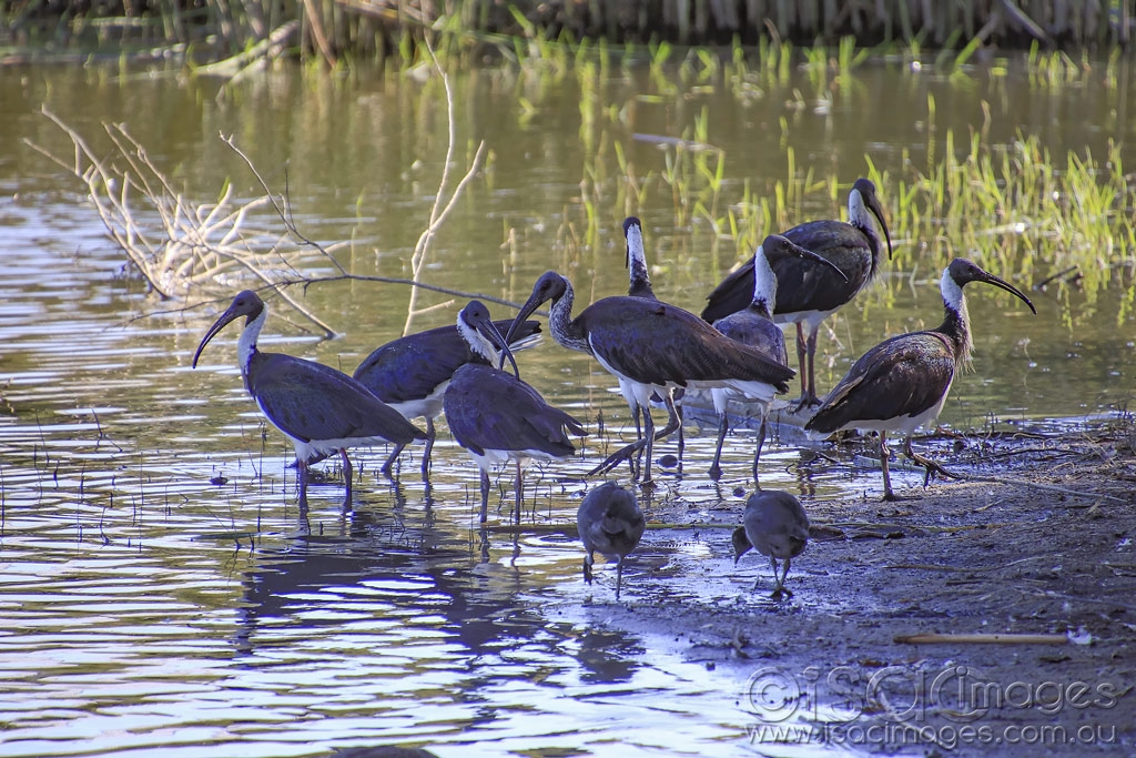 Click image for larger version

Name:	4973-Straw_Necked_Ibis.jpg
Views:	96
Size:	578.8 KB
ID:	475528