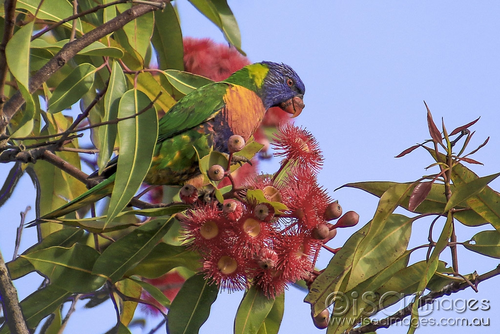 Click image for larger version  Name:	5317-Rainbow_Lorikeet.jpg Views:	0 Size:	521.6 KB ID:	475532