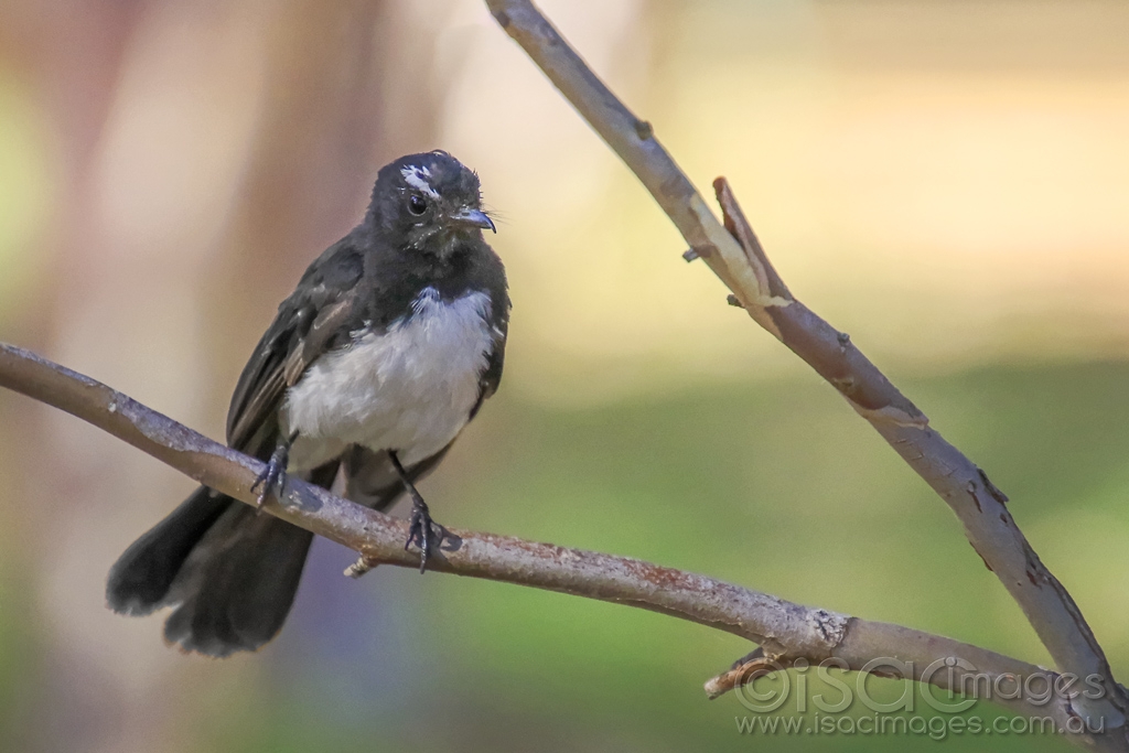 Click image for larger version  Name:	5295-Willie_Wagtail.jpg Views:	0 Size:	338.6 KB ID:	475533