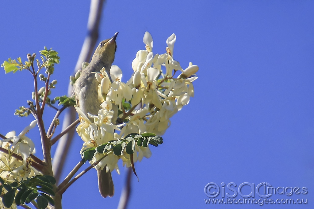 Click image for larger version

Name:	5462-Singing_Honeyeater.jpg
Views:	69
Size:	367.3 KB
ID:	475534