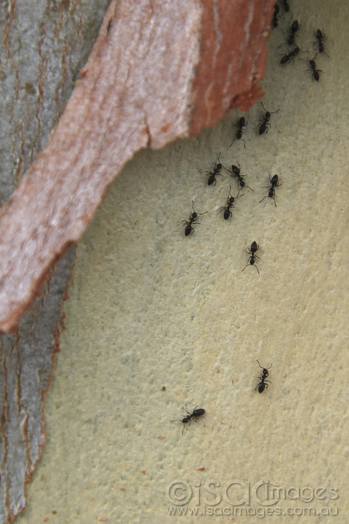 Click image for larger version

Name:	5104-Ants.jpg
Views:	89
Size:	447.6 KB
ID:	475558