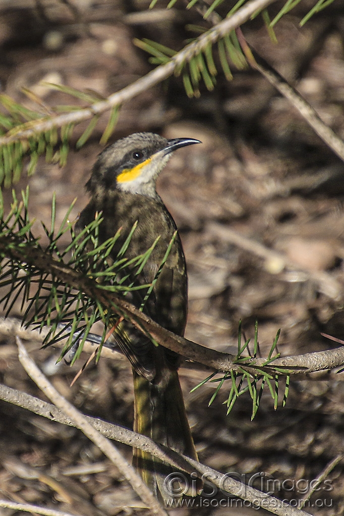 Click image for larger version

Name:	5385-Singing_Honeyeater.jpg
Views:	123
Size:	494.2 KB
ID:	475549