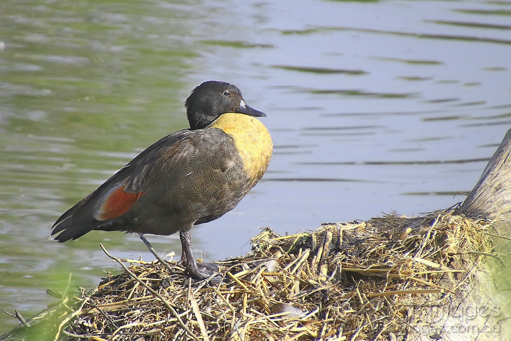 Click image for larger version

Name:	4858-Shelduck-Male.jpg
Views:	88
Size:	530.1 KB
ID:	475306