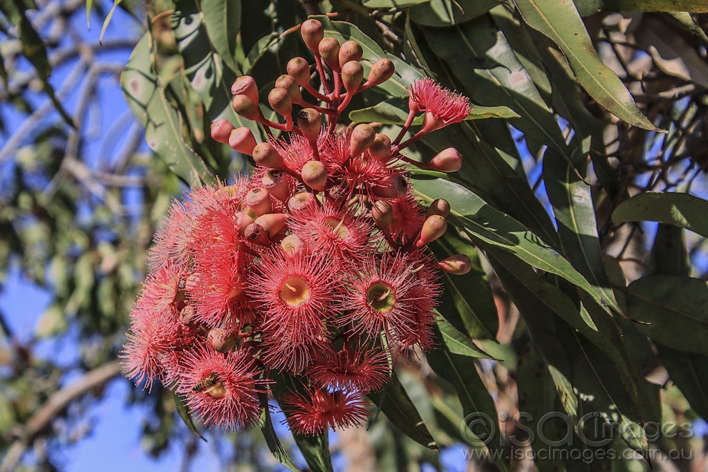 Click image for larger version

Name:	4328-Flowering_Gum.jpg
Views:	66
Size:	547.0 KB
ID:	474987