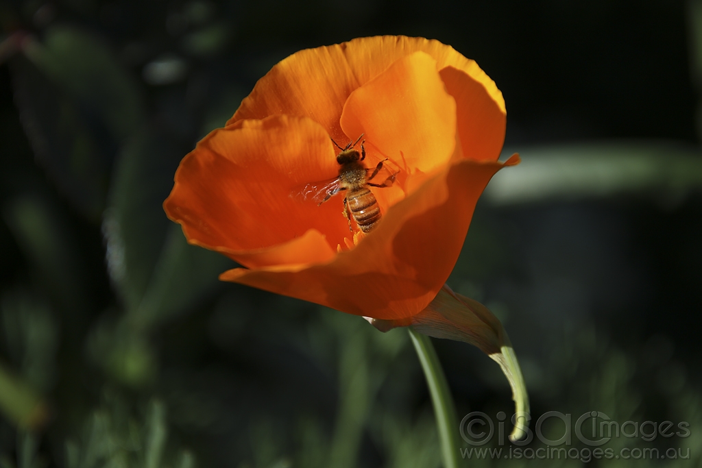 Click image for larger version

Name:	0365-California_Poppy.jpg
Views:	120
Size:	283.0 KB
ID:	475281