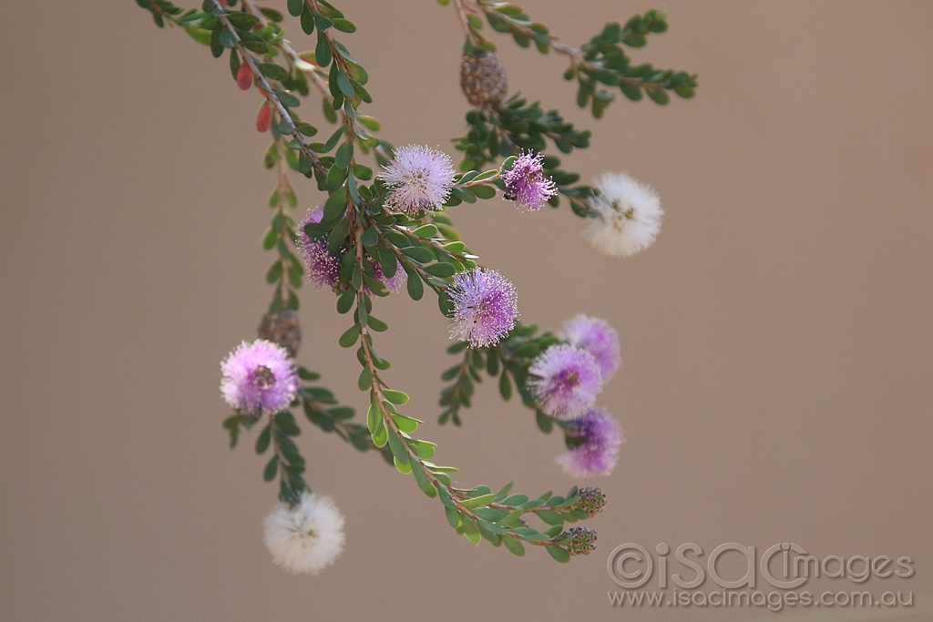 Click image for larger version

Name:	3903-Pink_Callistemon.jpg
Views:	36
Size:	359.6 KB
ID:	474895