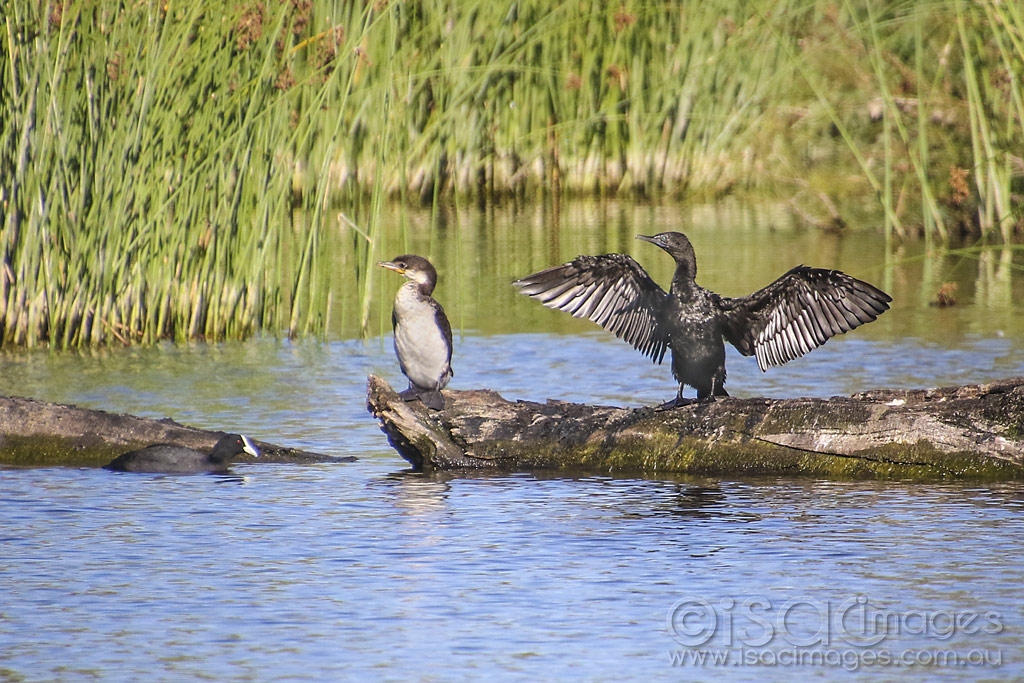 Click image for larger version  Name:	4101-2_Cormorants.jpg Views:	5 Size:	556.8 KB ID:	474972