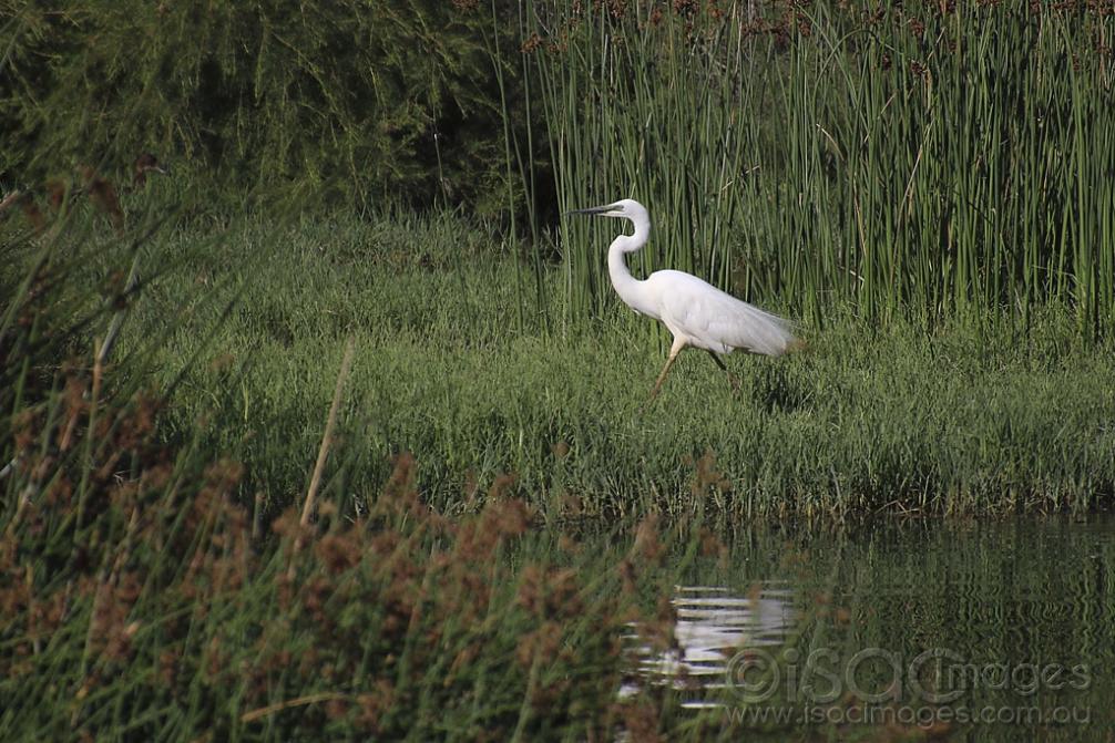 Click image for larger version  Name:	4147-Great_White_Egret.jpg Views:	5 Size:	138.8 KB ID:	474973