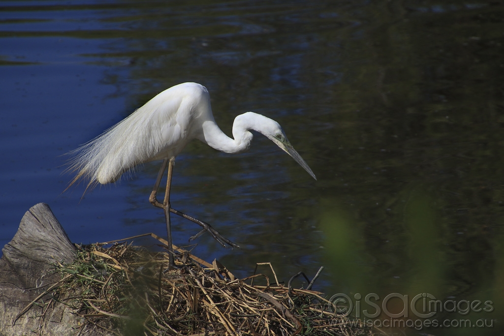 Click image for larger version

Name:	4229-Great_White_Egret.jpg
Views:	150
Size:	388.6 KB
ID:	474976