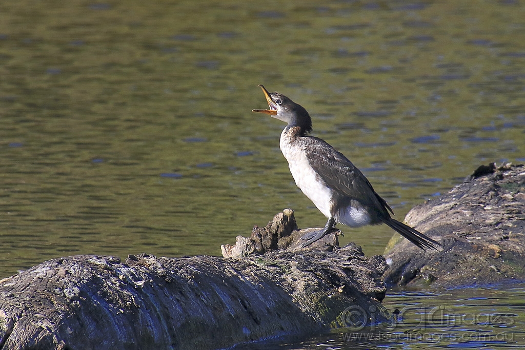 Click image for larger version  Name:	4077-Little_Pied_Cormorant.jpg Views:	4 Size:	507.8 KB ID:	474971