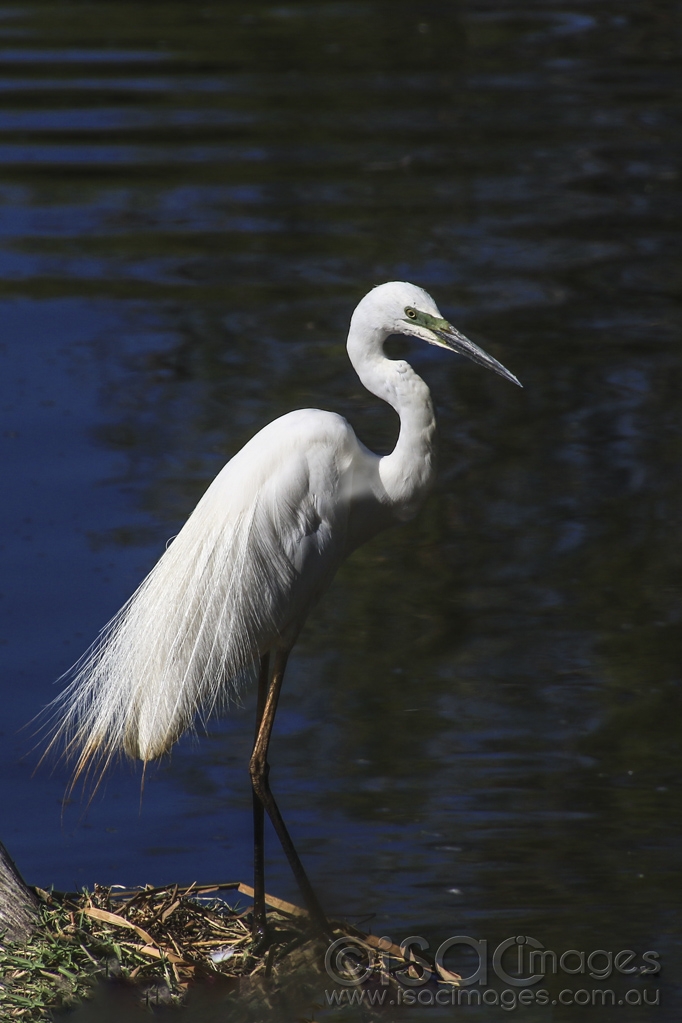 Click image for larger version

Name:	4221-Great_White_Egret.jpg
Views:	171
Size:	349.3 KB
ID:	474977