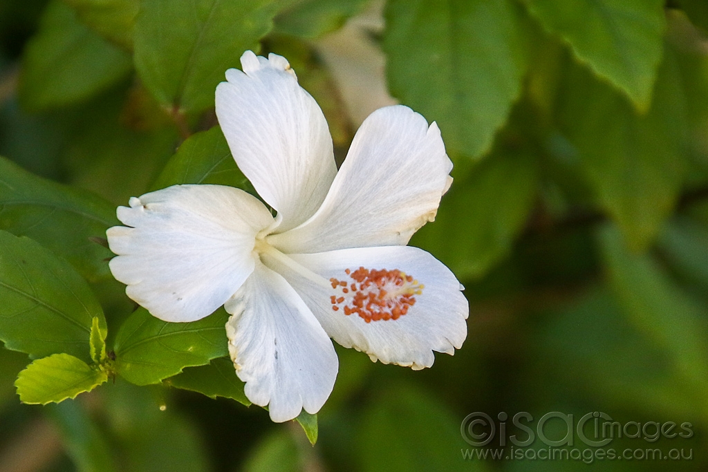 Click image for larger version

Name:	3584-White_Hibiscus.jpg
Views:	36
Size:	409.5 KB
ID:	474896