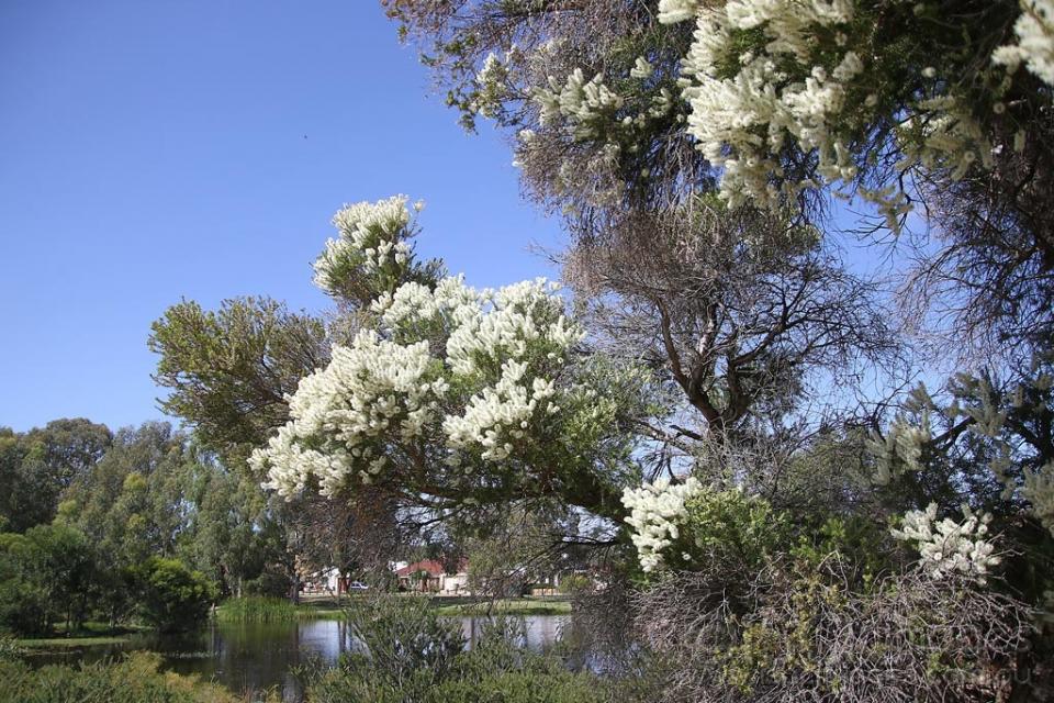 Click image for larger version  Name:	3684-White_Flowering_Gum.jpg Views:	5 Size:	157.3 KB ID:	474899