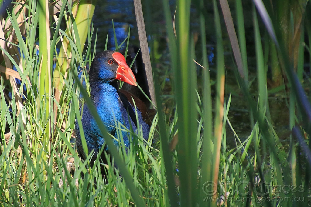 Click image for larger version

Name:	3789-Purple_Swamphen.jpg
Views:	38
Size:	533.6 KB
ID:	474915