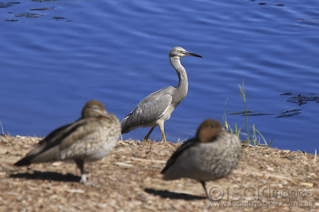 Click image for larger version

Name:	3984-White_Faced_Heron.jpg
Views:	40
Size:	377.8 KB
ID:	474916