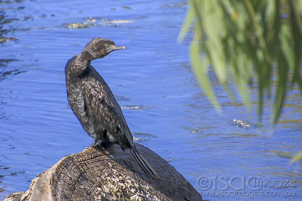 Click image for larger version

Name:	3948-Little_Black_Cormorant.jpg
Views:	43
Size:	481.2 KB
ID:	474917