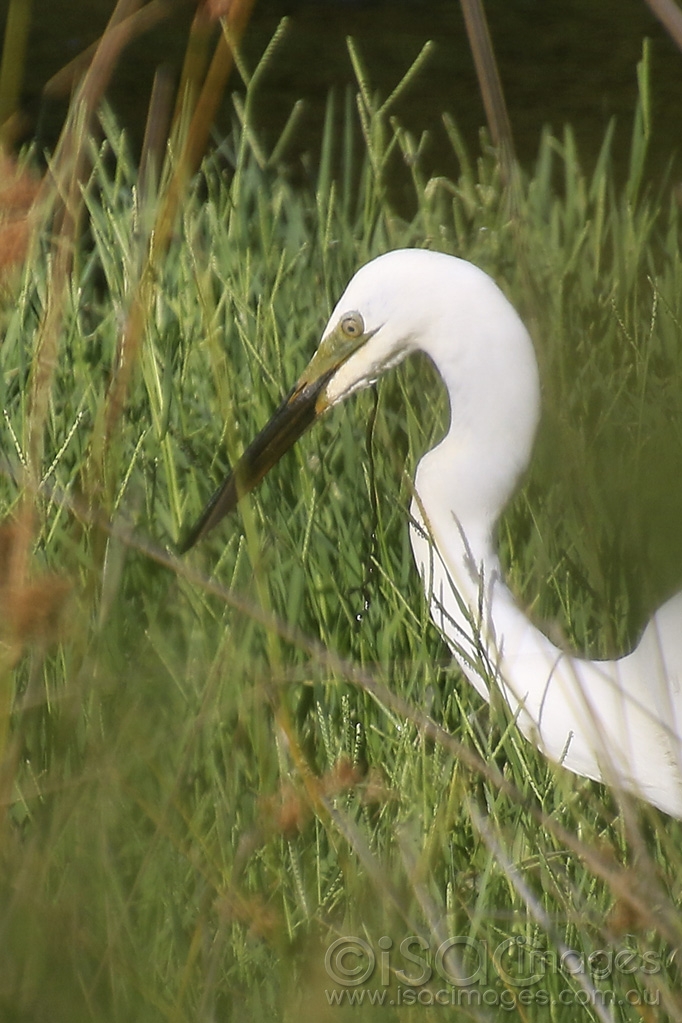 Click image for larger version  Name:	4128-Great_White_Egret_Portrait.jpg Views:	5 Size:	430.0 KB ID:	474974