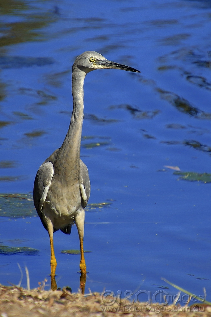 Click image for larger version

Name:	3971-White_Faced_Heron.jpg
Views:	59
Size:	388.4 KB
ID:	474918