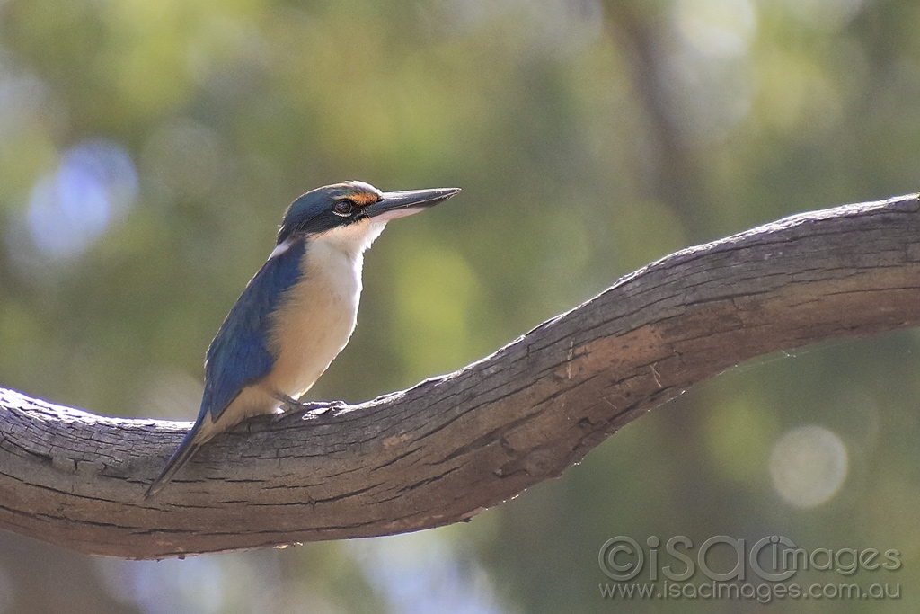 Click image for larger version

Name:	3925-Sacred_Kingfisher.jpg
Views:	39
Size:	391.5 KB
ID:	474919