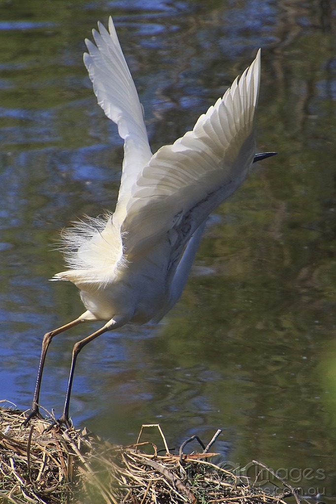 Click image for larger version

Name:	4248-Great_White_Egret.jpg
Views:	153
Size:	446.0 KB
ID:	474978