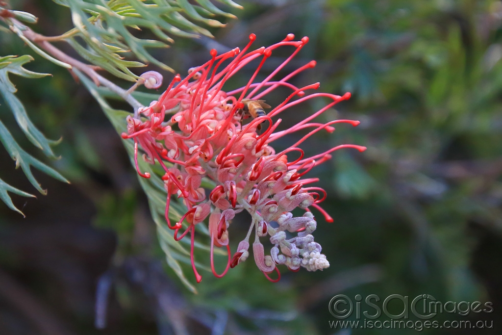 Click image for larger version  Name:	5661-Callistemon.jpg Views:	5 Size:	400.3 KB ID:	475711