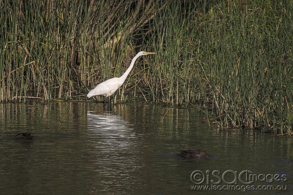 Click image for larger version

Name:	5505-Egret.jpg
Views:	143
Size:	162.1 KB
ID:	475700