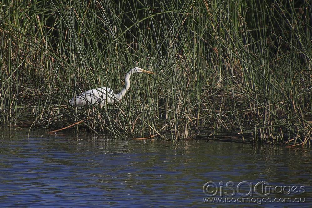 Click image for larger version

Name:	5513-Egret.jpg
Views:	173
Size:	162.7 KB
ID:	475701