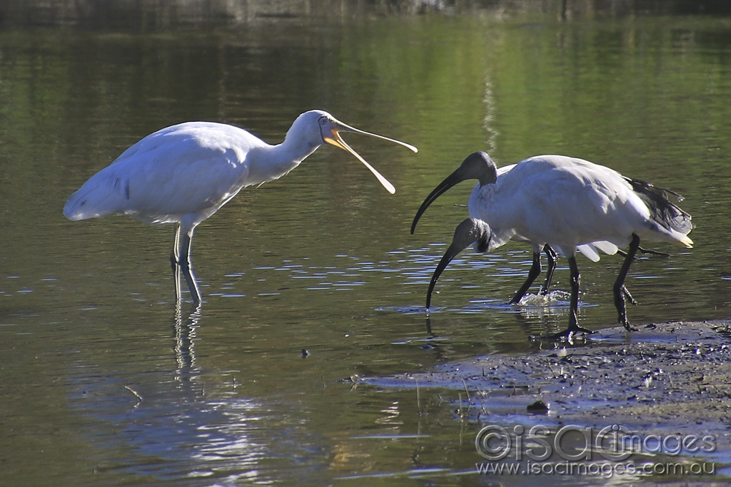 Click image for larger version

Name:	5568-Yellow_Billed_Spoonbill.jpg
Views:	114
Size:	452.3 KB
ID:	475652