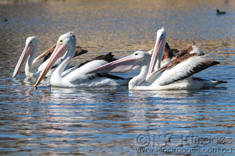 Click image for larger version

Name:	Pelicans--4.jpg
Views:	122
Size:	260.2 KB
ID:	475614