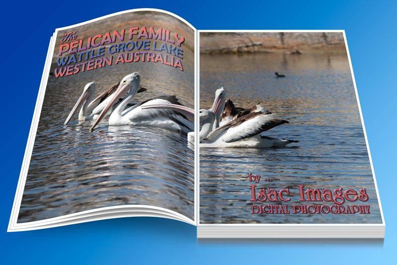 Click image for larger version

Name:	Book-Open-Pelicans.jpg
Views:	101
Size:	212.6 KB
ID:	475615