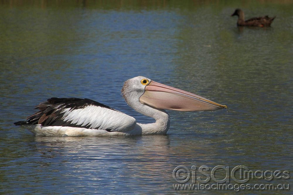 Click image for larger version

Name:	1203-Pelican-5.jpg
Views:	108
Size:	430.9 KB
ID:	475616