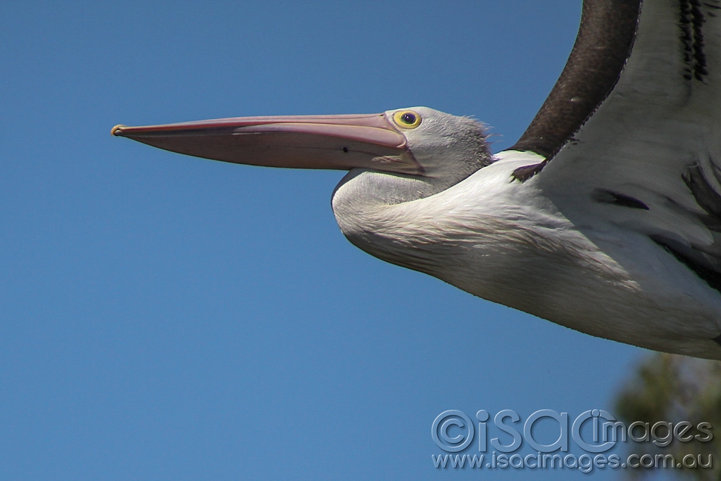 Click image for larger version

Name:	1455-Pelican.jpg
Views:	123
Size:	368.7 KB
ID:	475617