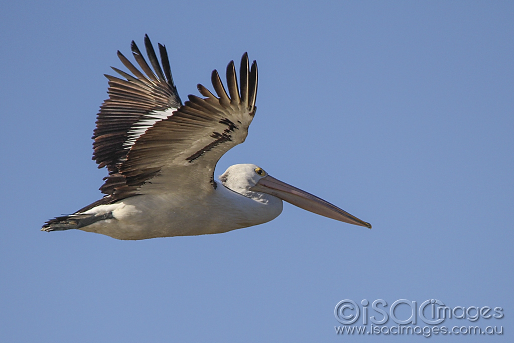 Click image for larger version

Name:	2521-Pelican_In_Flight.jpg
Views:	134
Size:	328.6 KB
ID:	475618