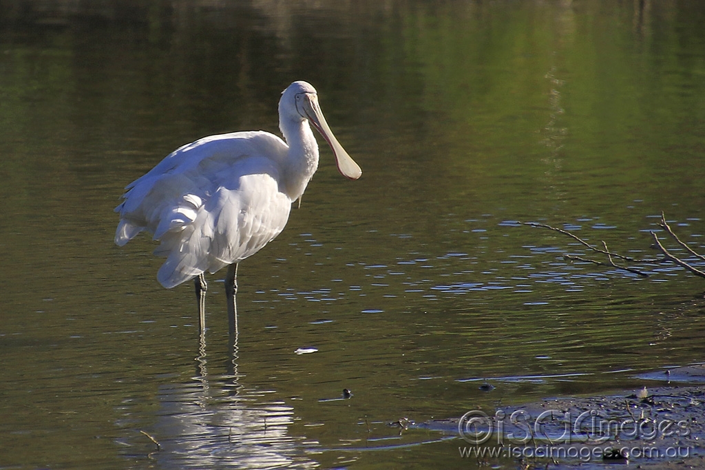 Click image for larger version

Name:	5558-Yellow_Billed_Spoonbill.jpg
Views:	90
Size:	455.4 KB
ID:	475653