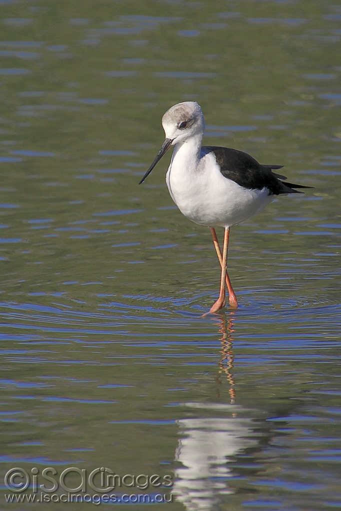 Click image for larger version

Name:	5632_Black_Winged_Stilt.jpg
Views:	101
Size:	411.2 KB
ID:	475654