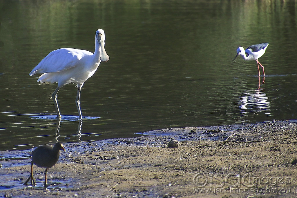 Click image for larger version

Name:	5575-Yellow_Billed_Spoonbill.jpg
Views:	97
Size:	531.3 KB
ID:	475655