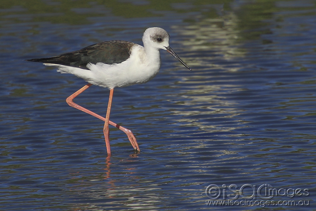 Click image for larger version

Name:	5620_Black_Winged_Stilt.jpg
Views:	117
Size:	424.5 KB
ID:	475656