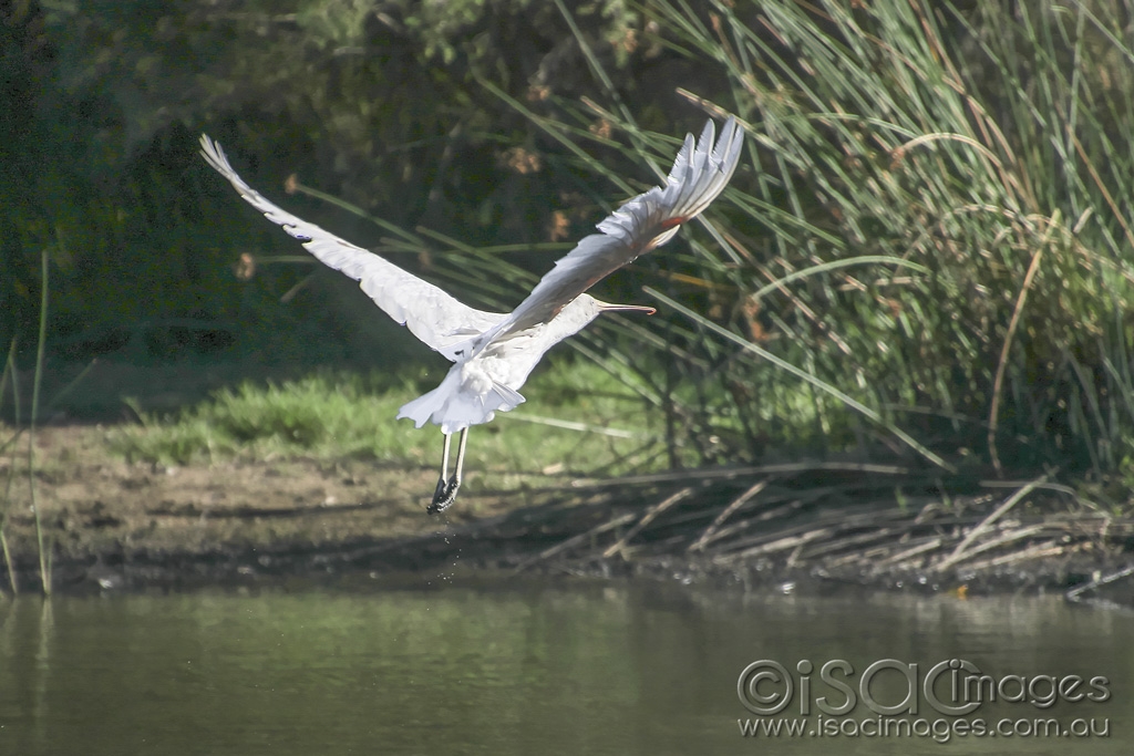 Click image for larger version

Name:	5578-Yellow_Billed_Spoonbill.jpg
Views:	93
Size:	440.2 KB
ID:	475657